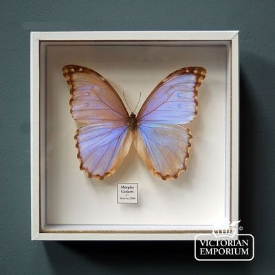 Butterfly display box