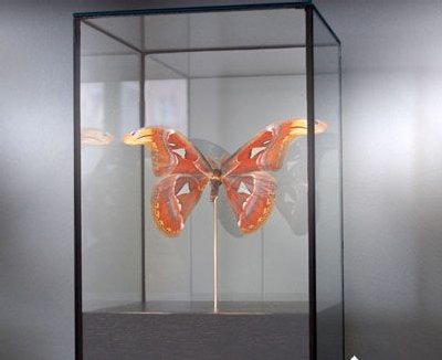 Butterfly display case