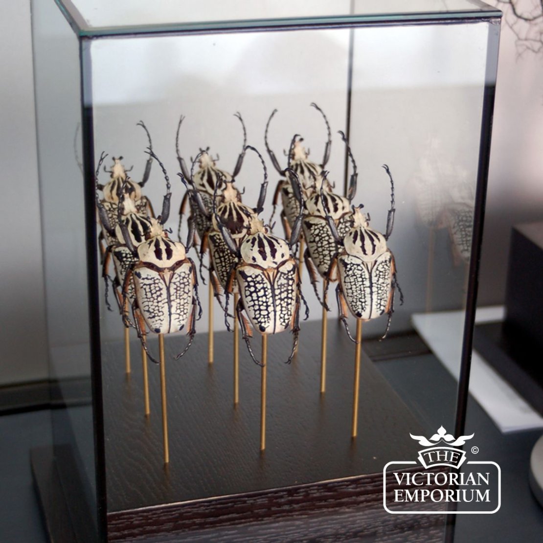 Victorian ornaments - Army of Beetles in Glass Case