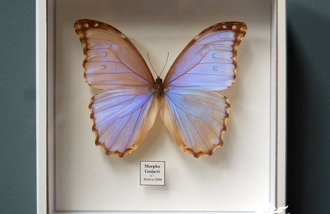How to create a butterfly display case