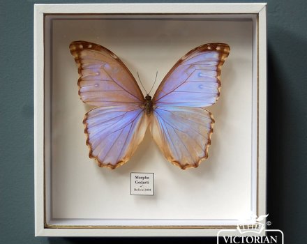 How to create a butterfly display case