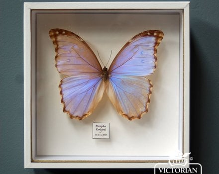 How to create a butterfly display case