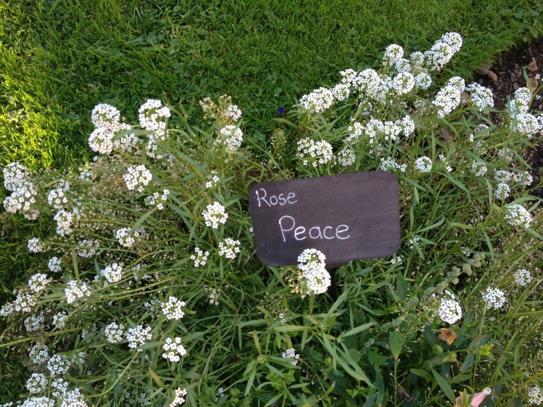 Victorian flowers