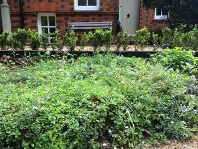 victorian flowerbed