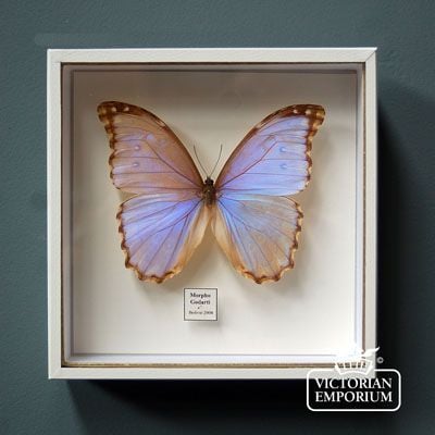 Butterfly display box