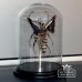 Old Classical Victorian Decorative Bug Display Case 01aa