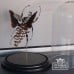 Old Classical Victorian Decorative Bug Display Case 01aaa