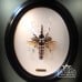 Old classical victorian decorative bug display case-01b