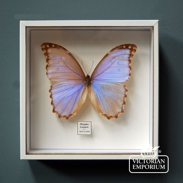 Iridescent Butterfly in display case