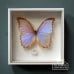 Old Classical Victorian Decorative Butterfly Morpho Godarti 01a