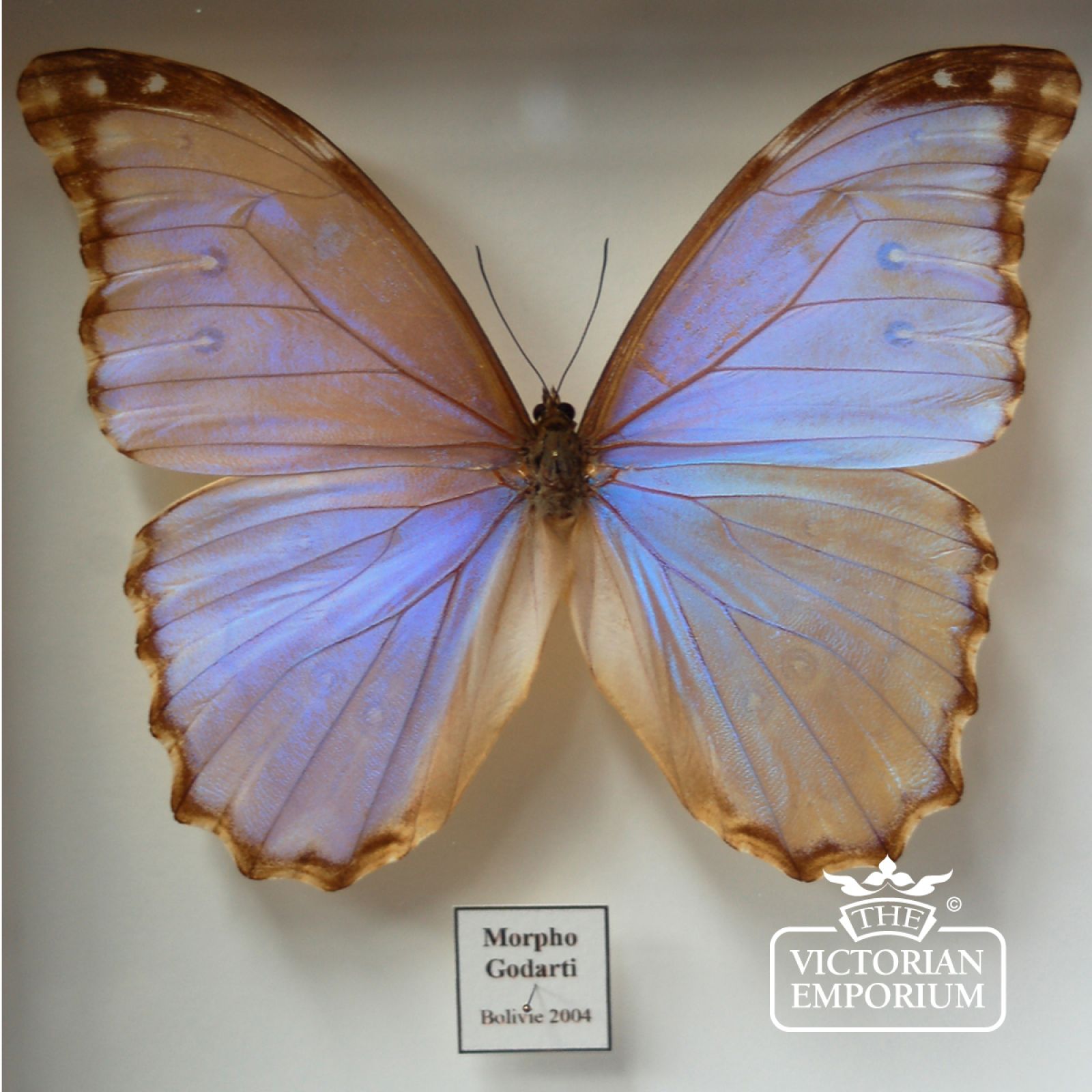 Iridescent Butterfly in display case Natural Curiosities
