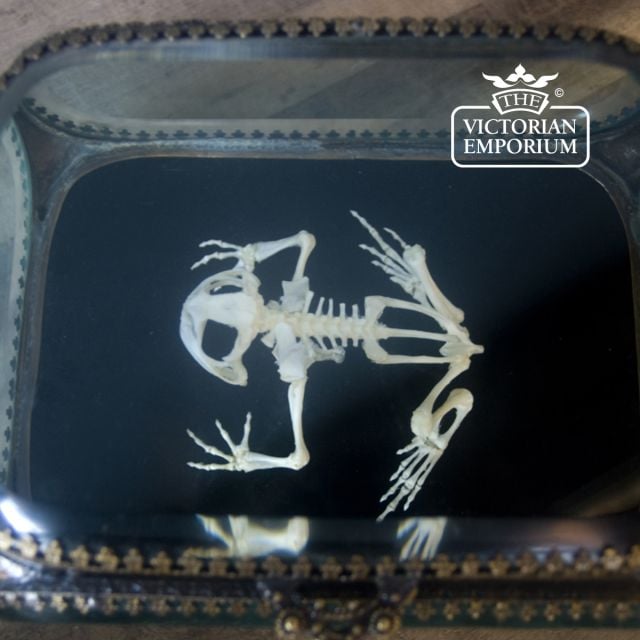 Old Classical Victorian Decorative Frog Boxed 01a