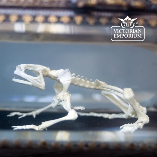 Old Classical Victorian Decorative Frog Boxed 01b