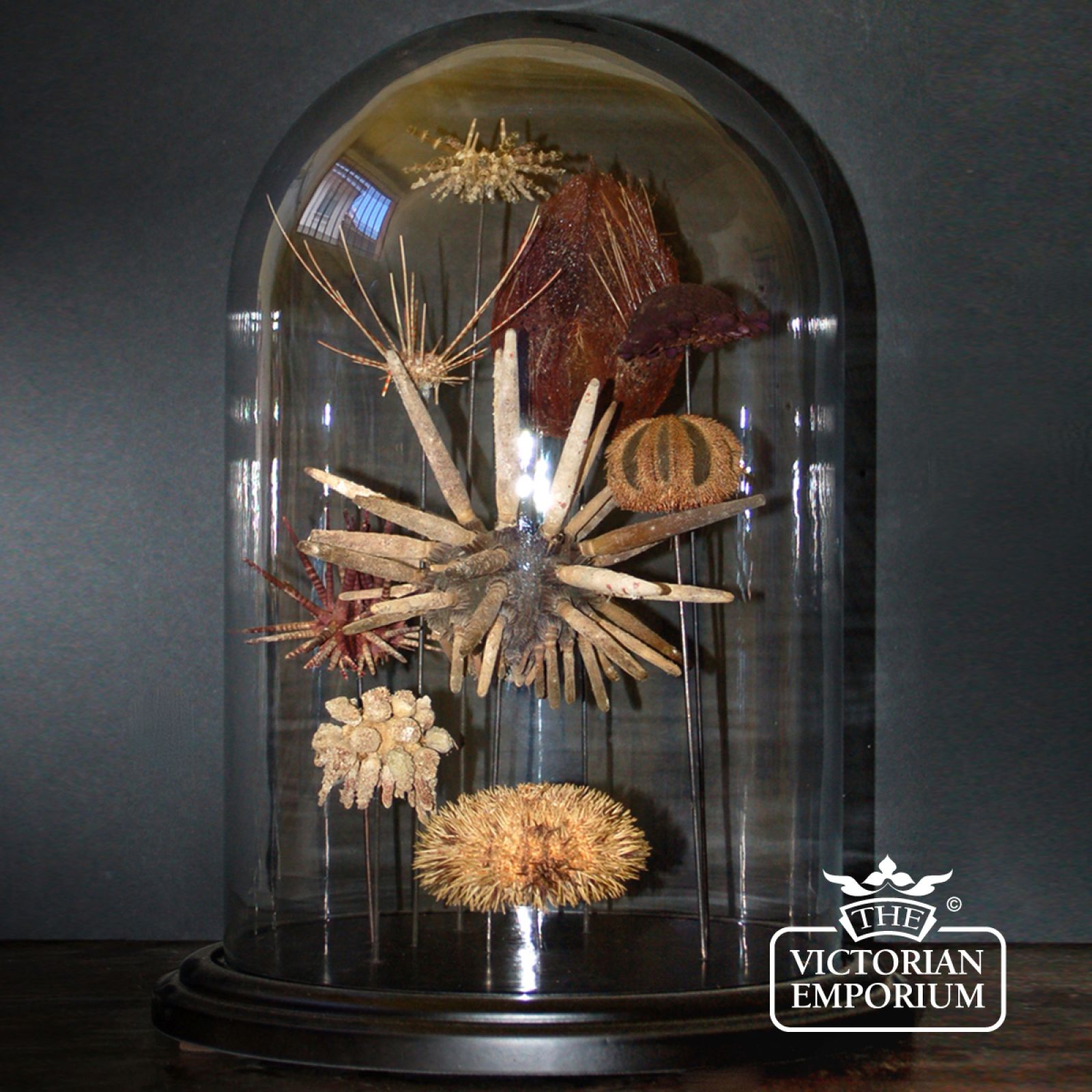 sea urchin display in glass globe natural curiosities