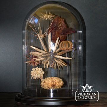 Sea urchin display in glass globe