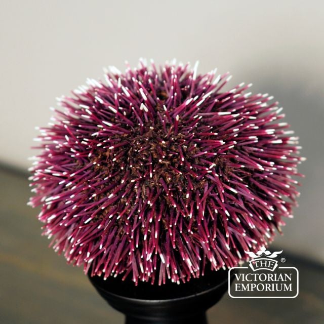 Old Classical Victorian Decorative Urchin Stand B