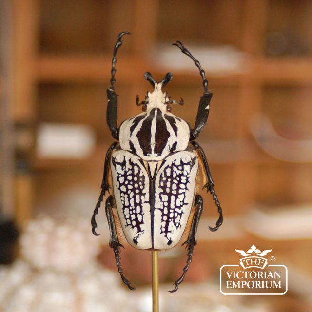 Single Beetle in Glass Case