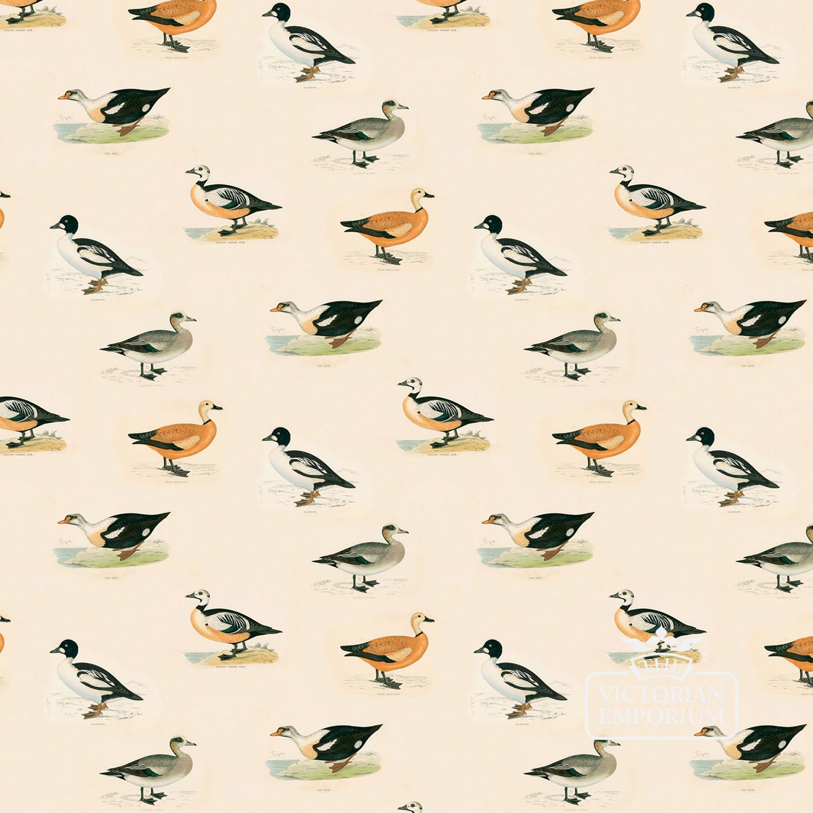 Goldeneye wallpaper featuring Duck Breeds